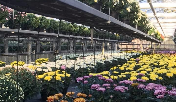 Christelle Seyller - Horticulture à Marmoutier