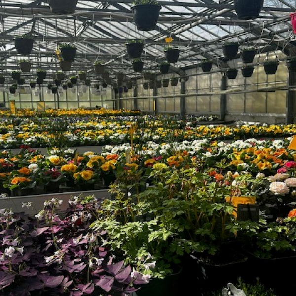 Christelle Seyller - Horticulture et jardinerie à Saverne, Marmoutier et Phalsbourg