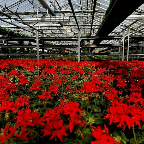 Christelle Seyller - Horticulture et jardinerie à Saverne, Marmoutier et Phalsbourg