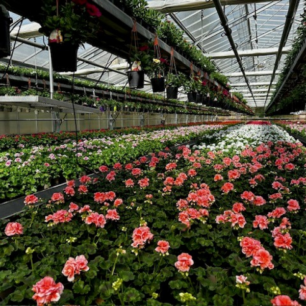 Christelle Seyller - Horticulture et jardinerie à Saverne, Marmoutier et Phalsbourg